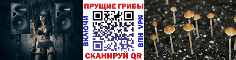 Галлюциногенные грибы Cubensis  Городище 